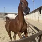 مهره شعبيه