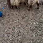 رخال نعيم