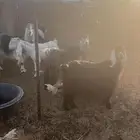 معزا مضاريع