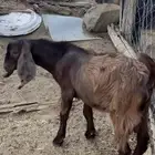 تيس حريي شحم ولحم سمين ونظيف