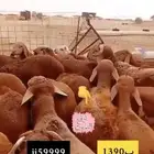 سواكنيات حمريه مرباه وحريات مراح