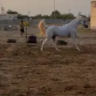 خيل شعبي
