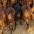 جفار دهم فواخر