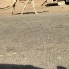 عشراء معها قعود غرنوقي وحليب وهدية وناقة ضروبة