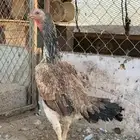 البيع دجاجه شامو ياباني