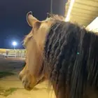 مربط الفواخر للفروسية