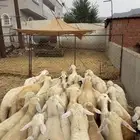 بهم تربية ع630