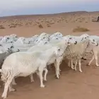 غنم حريات مقاني