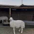 شاه حايل ششحم