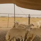 رخال حرية مقفلة شحم وطرف