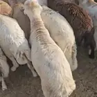 فرصة لا تعوض رفيدي مرابي 680 فقط