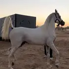 خيل
