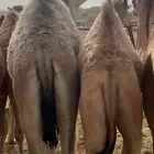 قعدان مفاريد