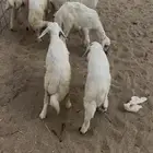 بهم