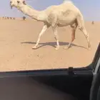 للبيع القعود الاوضح الكفو حق باتلي على بعير ابو عجاريد