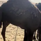 قعود للبيع