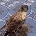 حمام باكستاني