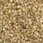 بذور الاكبي