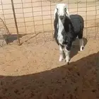 طلي نجدي