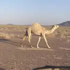 قعود