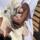 خرفان وتيوس بريه