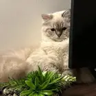 قطة تزاوج