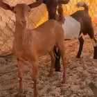 تيوس وعنقان تم البيع