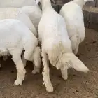 طليان ذبايح جبر وطيب حري
