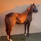للبيع فرس شعبيه لقاح 6 شهور على حصان واهو بطل