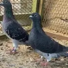 للبيع جوز زاجل سباق