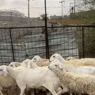 مراح للبيع650 ضان
