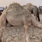 قعود حاشي قصب