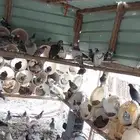 حمام للبيع المدينة المنورة