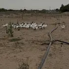 ما شالله
