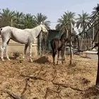 فرس شعبيه لقاح معها مهر كفو