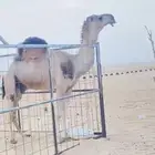 بعير حمر