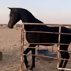 حصان ادهم كحل