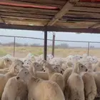 طليان حري 77 راس ذبايح للبيع