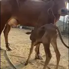 بقره تحتها حسيله