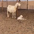 نعجه حري ولود تحتها رخله