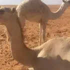 بكره البيع