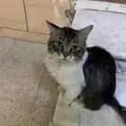 قطط بحاجة للانقاذ