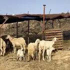 ضان مواليد ودفاع