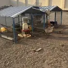 شبوك حمام و دجاج اثنين في ثلاثة