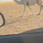 ناقه كفو للبيع على السوم رمانيه وأبوها رماني جدها الاهدب