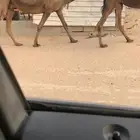 القاح سليمات شرط