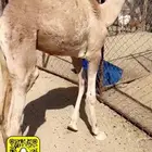 حوار لباني كفو شراكه ارباع واثمان