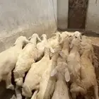 بهم تربية ع680