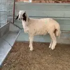 خروف حري
