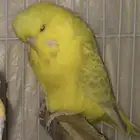 بادجي انجليزي بادجي انقليزي
